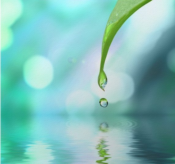 1canvas-prints-green-leaf-with-water-drop-water-on-blue-sunny-background